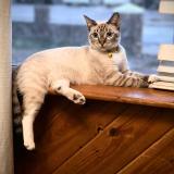 Picture of cat lost at Phoenix