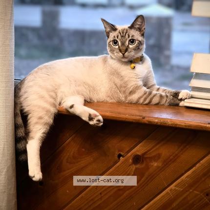 Photo 1/1 Anby Chat lost in Phoenix