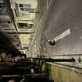 Picture of cat found at Paris