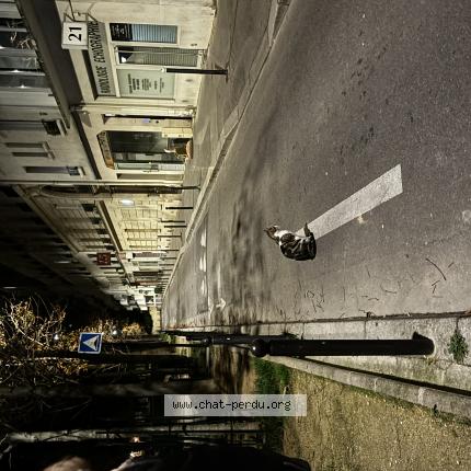 Photo 1/1 Found cat Found in Paris