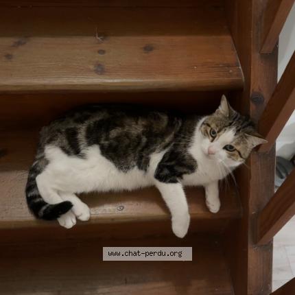 Photo 1/1 Maïko Chat lost in Bordeaux