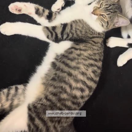 Photo 1/1 Félix Chat lost in Garge les gonesses