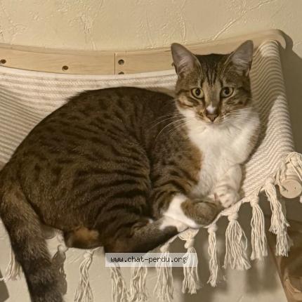 Photo 1/1 ARYA Chat lost in Mesnil sur l estree