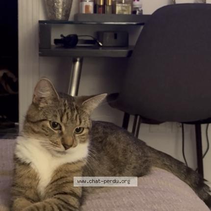 Photo 1/1 Mimi Chat lost in Montreal ahunstic