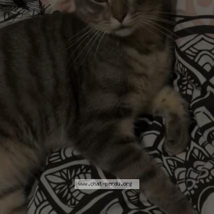 Photo 1/1 Olaf Chat lost in Villeneuve d ascq