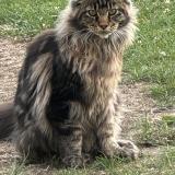 Picture of cat lost at Saint Mathurin