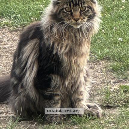 Photo 1/1 Puma Chat lost in Saint mathurin