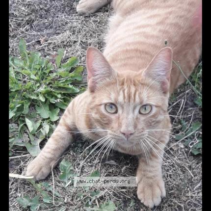 Photo 1/1 Sheldon Chat lost in Angers