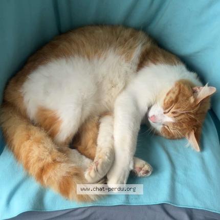 Photo 1/1 Cookie Chat lost in Saint venant