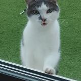 Picture of cat found at Dunkerque