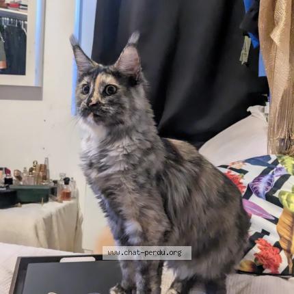 Photo 1/1 Cat reunited Found in Nimes