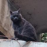 Picture of cat found at Marseille