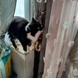 Picture of cat lost at La Chapelle Thecle