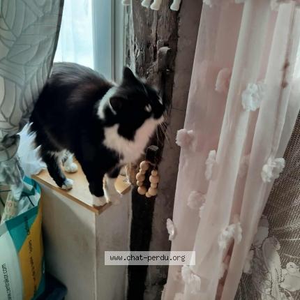 Photo 1/1 Minou Chat lost in La chapelle thecle