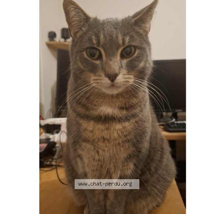 Photo 1/1 Grigri Chat lost in Aubiere