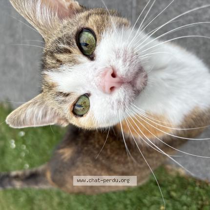 Photo 1/1 Mimi Chat lost in Croix