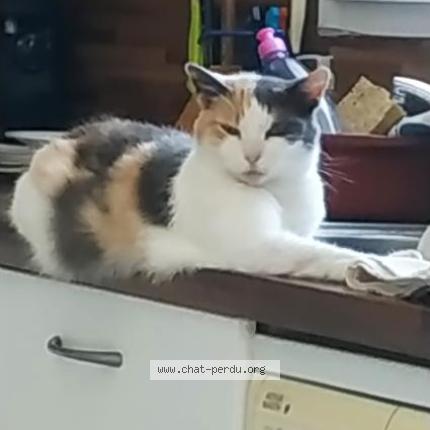 Photo 1/1 Marquise Chat lost in Bussac foret