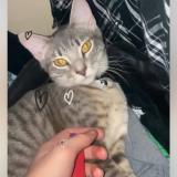 Picture of cat lost at Renton