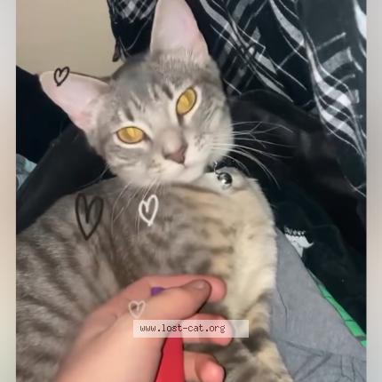 Photo 1/1 Slavika Chat lost in Renton