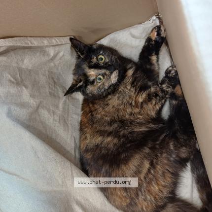 Photo 1/1 Cat reunited Found in Clermont ferrand