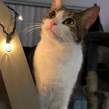 Picture of cat lost at Phoenix