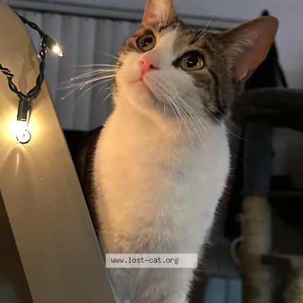 Photo 1/1 JJ Chat lost in Phoenix