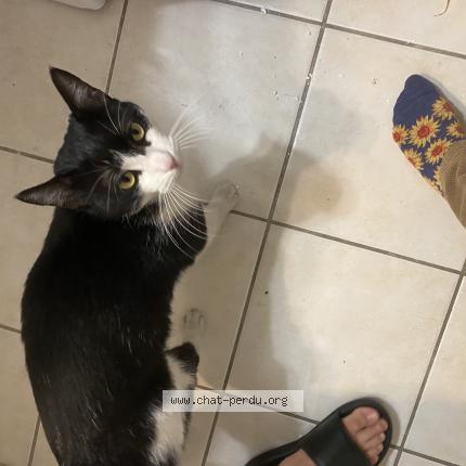 Photo 1/1 Found cat Found in Grabels