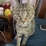 Picture of cat lost at Clarkson