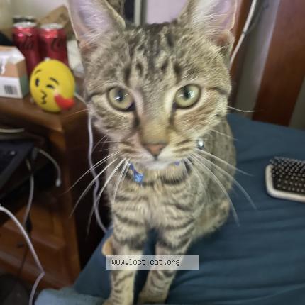 Photo 1/1 Olivia Chat lost in Clarkson