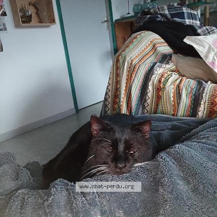 Photo 1/1 Elenterio Ren&eacute; Chat lost in Magescq