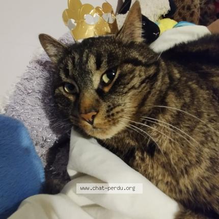 Photo 1/1 STITCH Chat lost in Montcabrier