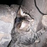 Picture of cat lost at Epineux Le Seguin