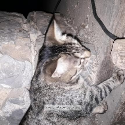 Photo 1/1 Suzi Chat lost in Epineux le seguin