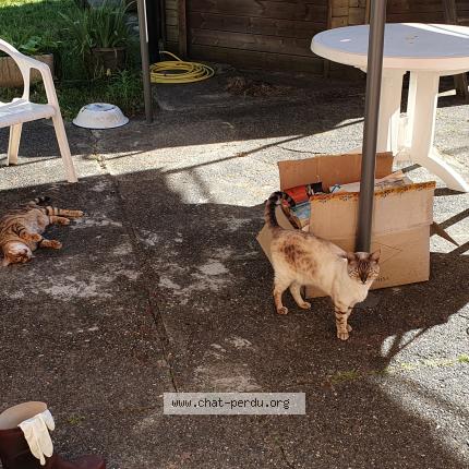 Photo 1/1 Milky Chat lost in Lesperon