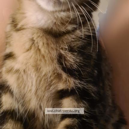 Photo 1/1 Romeo Chat lost in Sainte savine