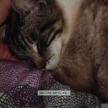 Photo 1/1 Nova Chat lost in Meru