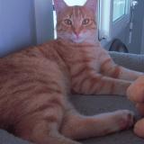 Picture of cat lost at Aubigny