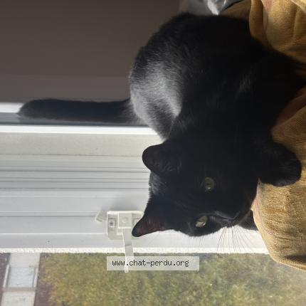 Photo 1/1 Shipper Chat lost in Rennes