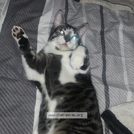 Photo 1/1 Timi Chat lost in Ris orangis