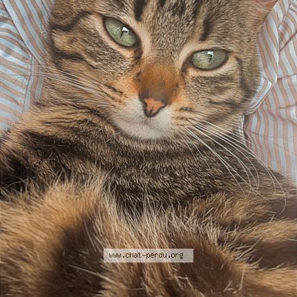 Photo 1/1 Venom Chat lost in Saint martin des champs