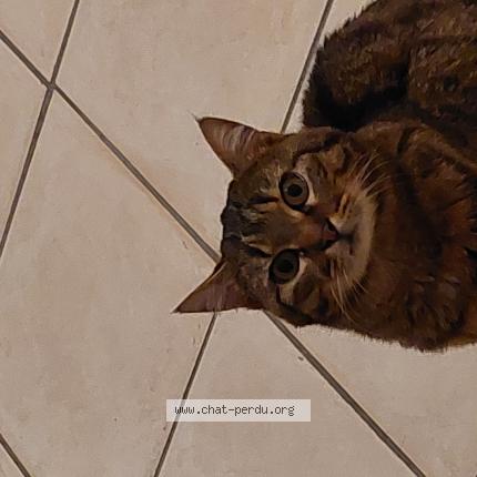 Photo 1/1 San Chat lost in Champignelles