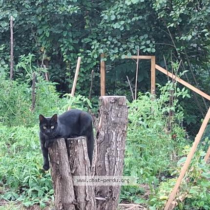 Photo 1/1 Jack Chat lost in Steinsoultz