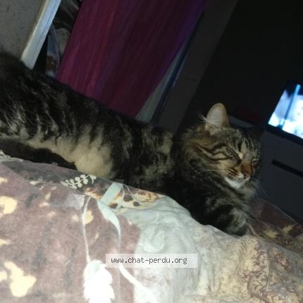 Photo 1/1 Doudou Chat lost in Compiegne