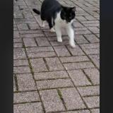 Picture of cat found at Cambrai
