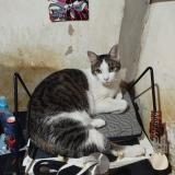 Picture of cat found at Villa Santa Rita