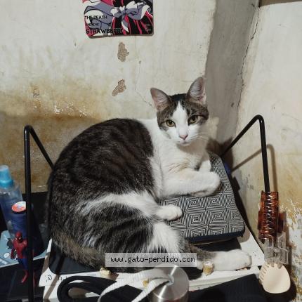 Photo 1/1 Found cat Found in Villa santa rita