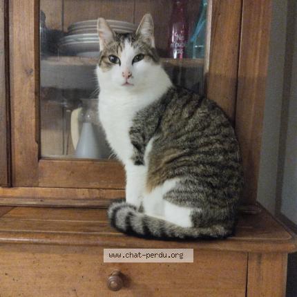 Photo 1/1 Grigri Chat lost in Odos