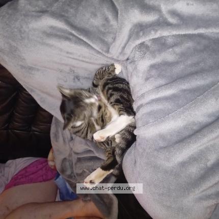 Photo 1/1 Garou Chat lost in Haccourt