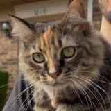 Picture of cat lost at Plano