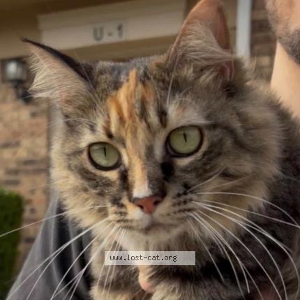 Photo 1/1 Kigi Chat lost in Plano